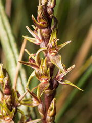 Prasophyllum sphacelatum