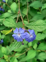 Ceratostigma plumbaginoides