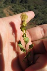 Pegolettia baccaridifolia