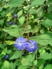 Ceratostigma plumbaginoides
