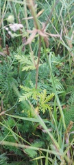 Potentilla approximata