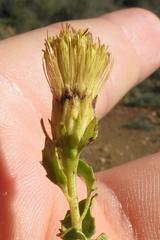 Pegolettia baccaridifolia