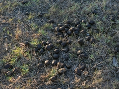 Damaliscus pygargus pygargus