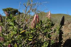 Pteronia staehelinoides