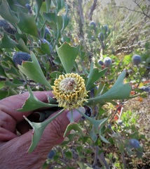 Isopogon trilobus