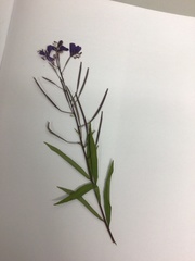 Chamaenerion angustifolium