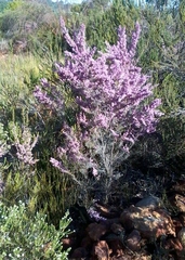 Erica uberiflora