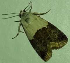 Eublemma bipartita