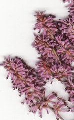 Erica uberiflora