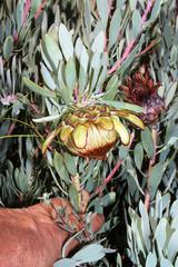 Protea pendula