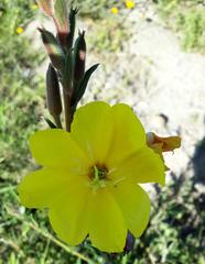Oenothera stricta stricta