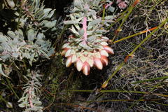 Protea pendula