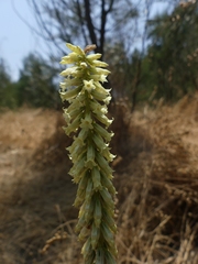 Umbilicus heylandianus