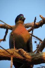Tauraco porphyreolophus
