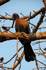 Tauraco porphyreolophus