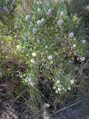 Isopogon trilobus