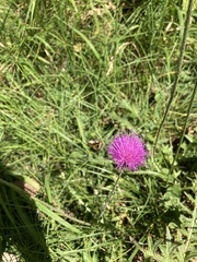 Cirsium tuberosum