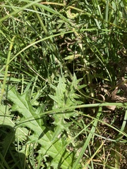 Cirsium tuberosum
