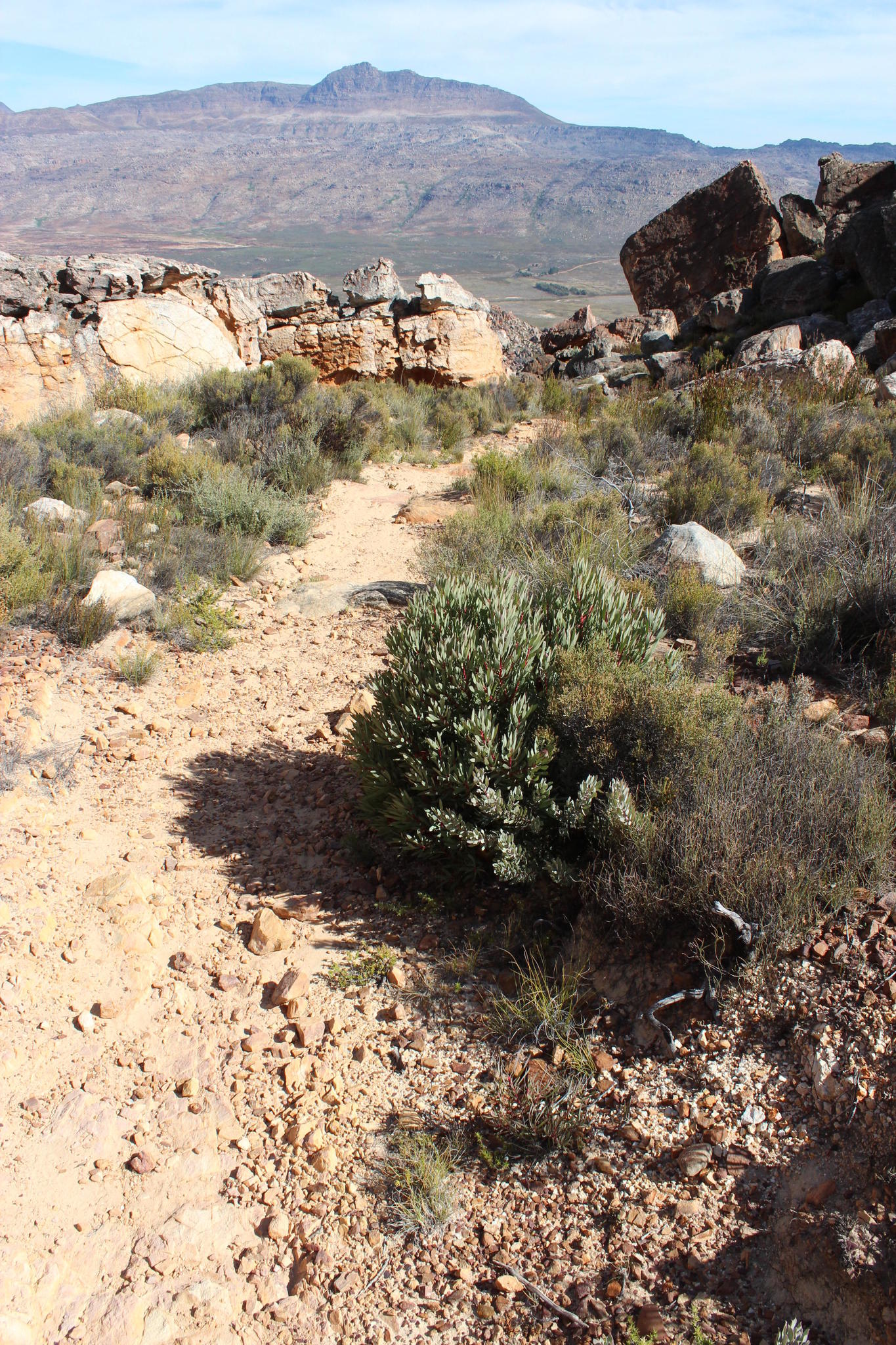 Blackrim Sugarbush (Protea acuminata)