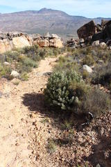 Blackrim Sugarbush (Protea acuminata)