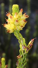 Erica parilis parilis