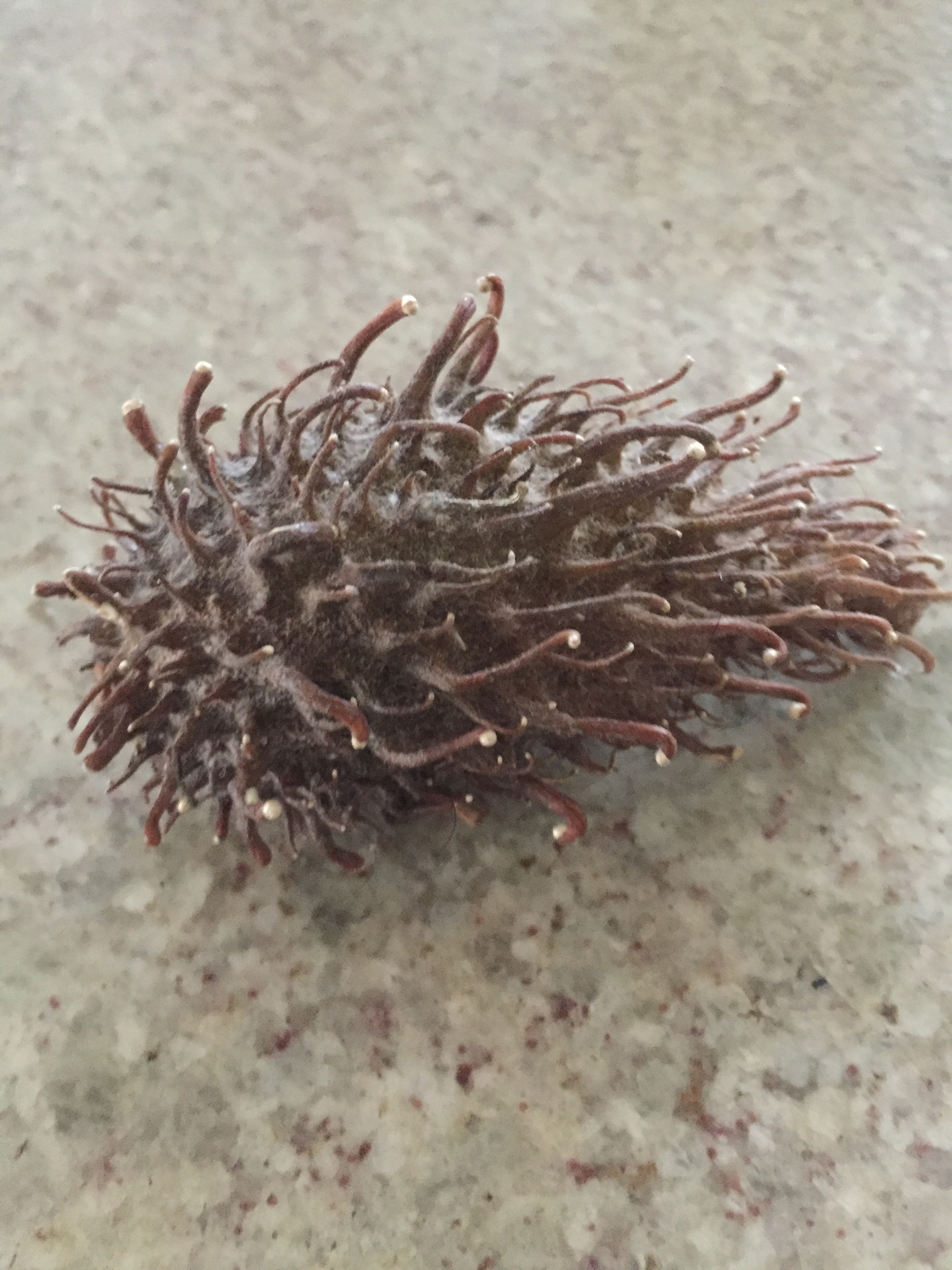 Ibatia ganglinosa