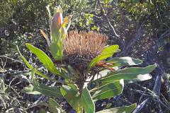 Protea susannae