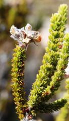 Aspalathus triquetra