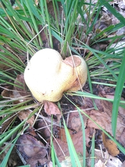 Scleroderma citrinum