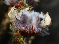 Aspalathus triquetra