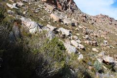 Aspalathus triquetra