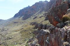 Aspalathus triquetra