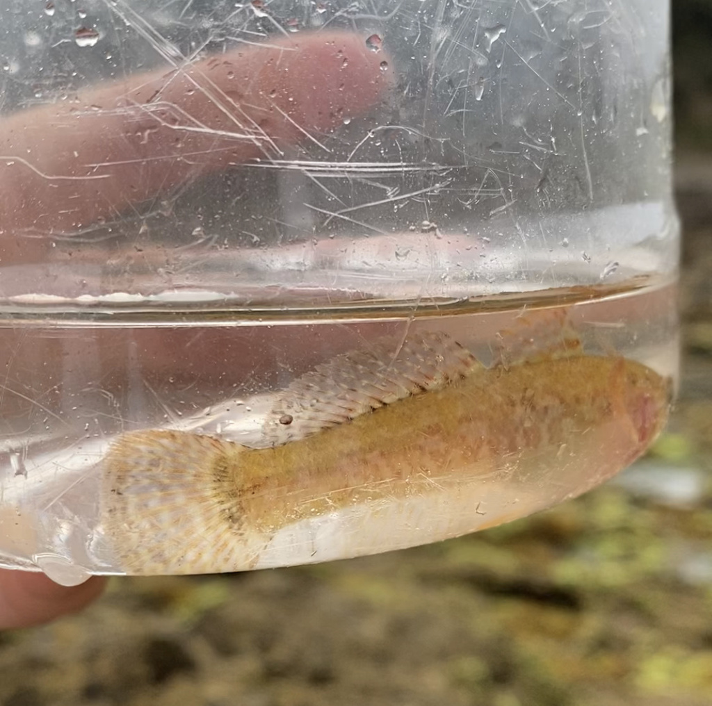 Rock goby (Gobius paganellus) — Gobiidae