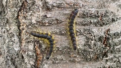 Phalera flavescens