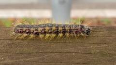 Phalera flavescens