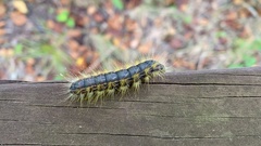 Phalera flavescens