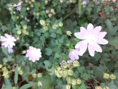 Malva thuringiaca