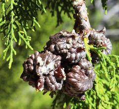 Widdringtonia wallichii