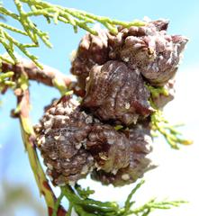 Widdringtonia wallichii