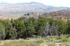 Widdringtonia wallichii