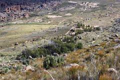 Widdringtonia wallichii