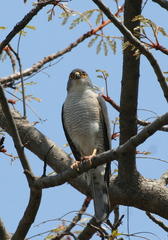 Accipiter minullus