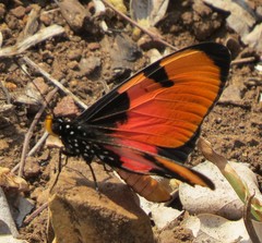 Acraea anemosa