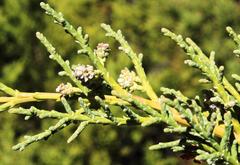 Widdringtonia wallichii