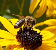 Apis mellifera