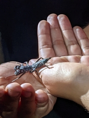 Mastigoproctus giganteus