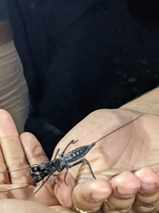 Mastigoproctus giganteus