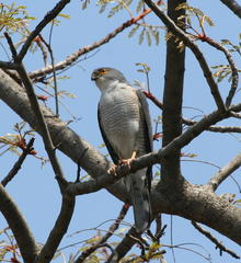 Accipiter minullus