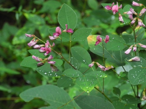 Lespedeza bicolor