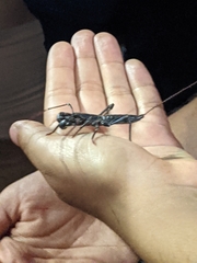 Mastigoproctus giganteus